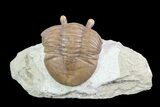 Rare, Asaphus Holmi Trilobite - Russia #74041-2